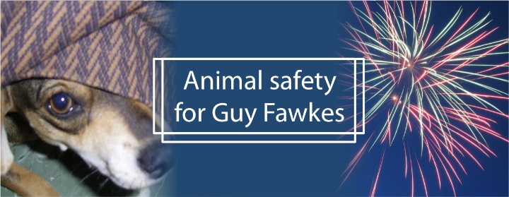 ANIMAL SAFETY FOR GUY FAWKES